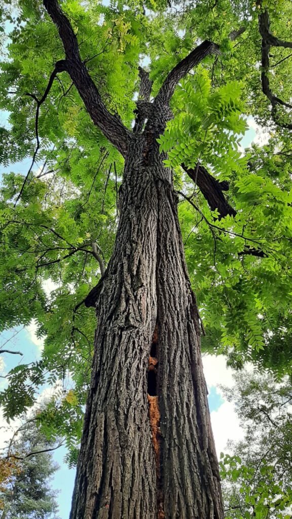 Black Walnut - Juglans nigra