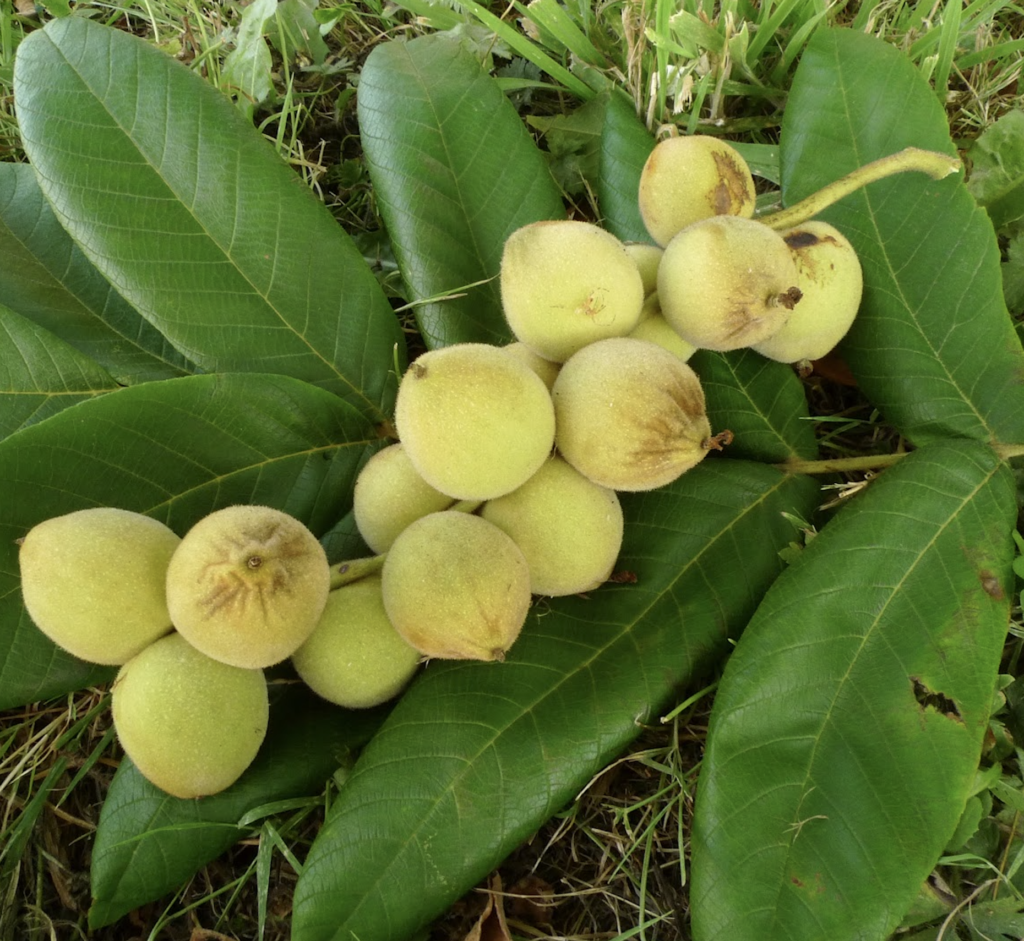 Manchurian Walnut - Juglans mandschurica