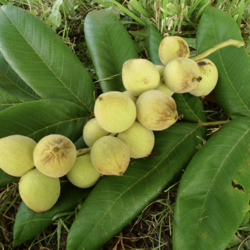 How to grow Manchurian Walnut (Juglans mandschurica)