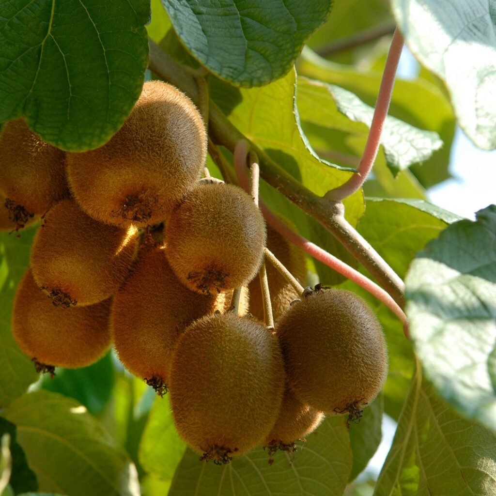 Kiwi Fruit - Actinidia deliciosa