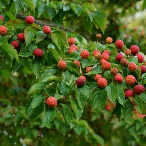 How to grow Chinese dogwood (Cornus kousa chinensis)