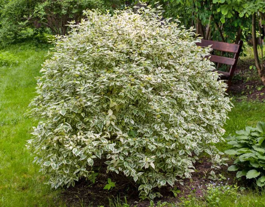 Tartarian Dogwood - Cornus alba