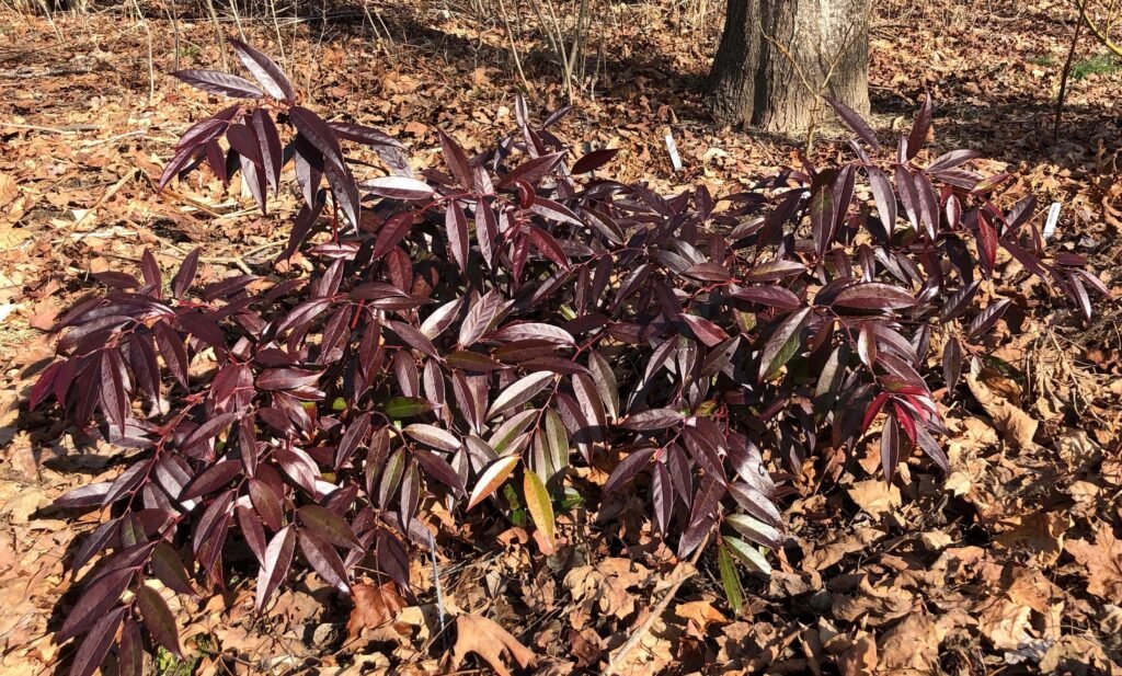Coastal Doghobble - Leucothoe axillaris