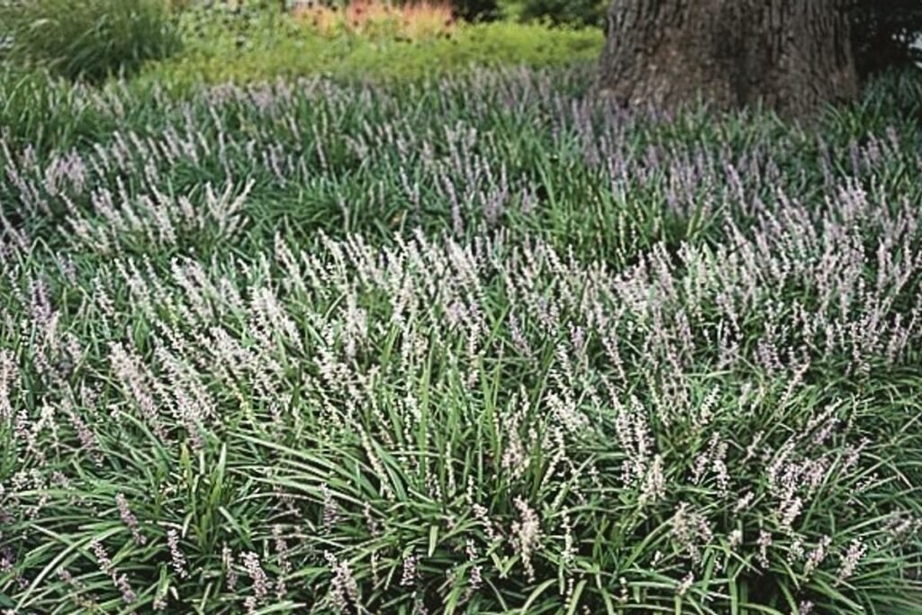 Lilyturf - Liriope muscari