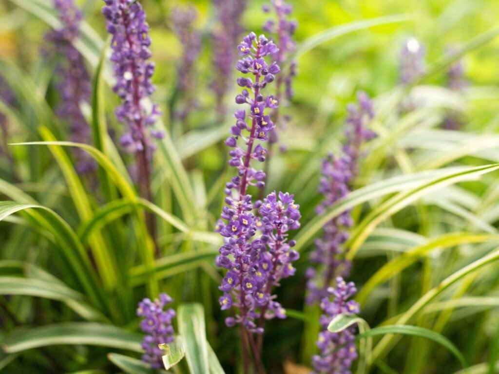 Lilyturf - Liriope muscari