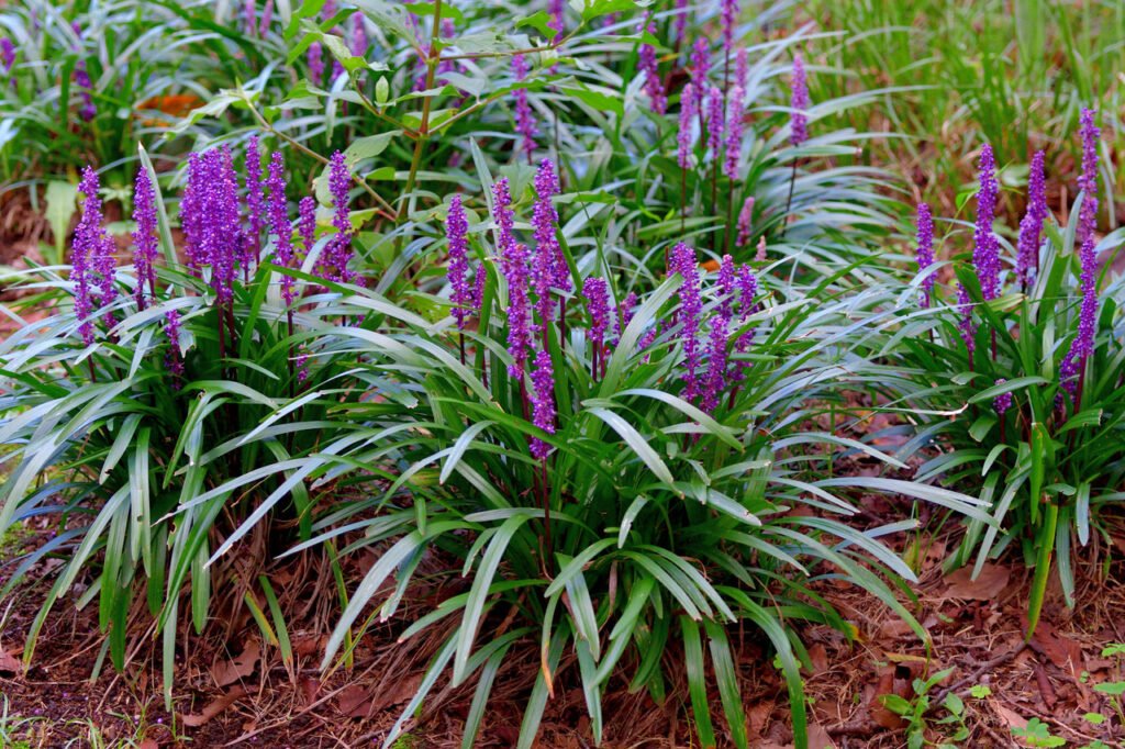Lilyturf - Liriope muscari