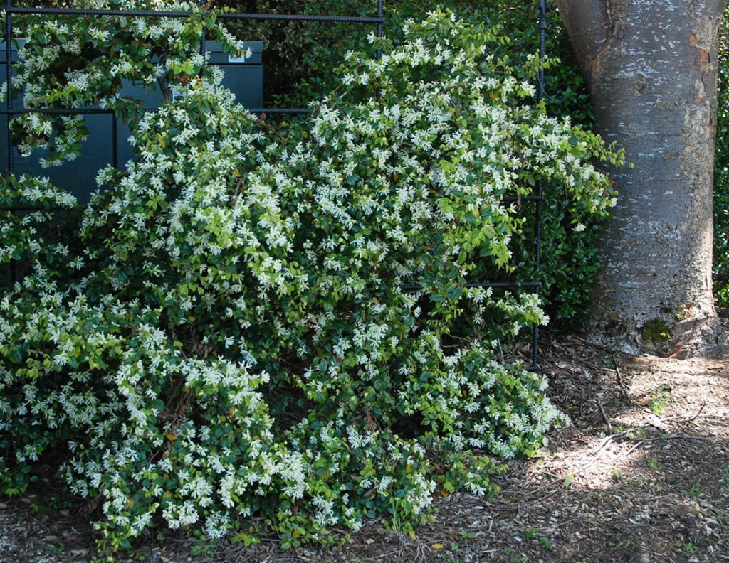 Fringe Flower - Loropetalum chinense
