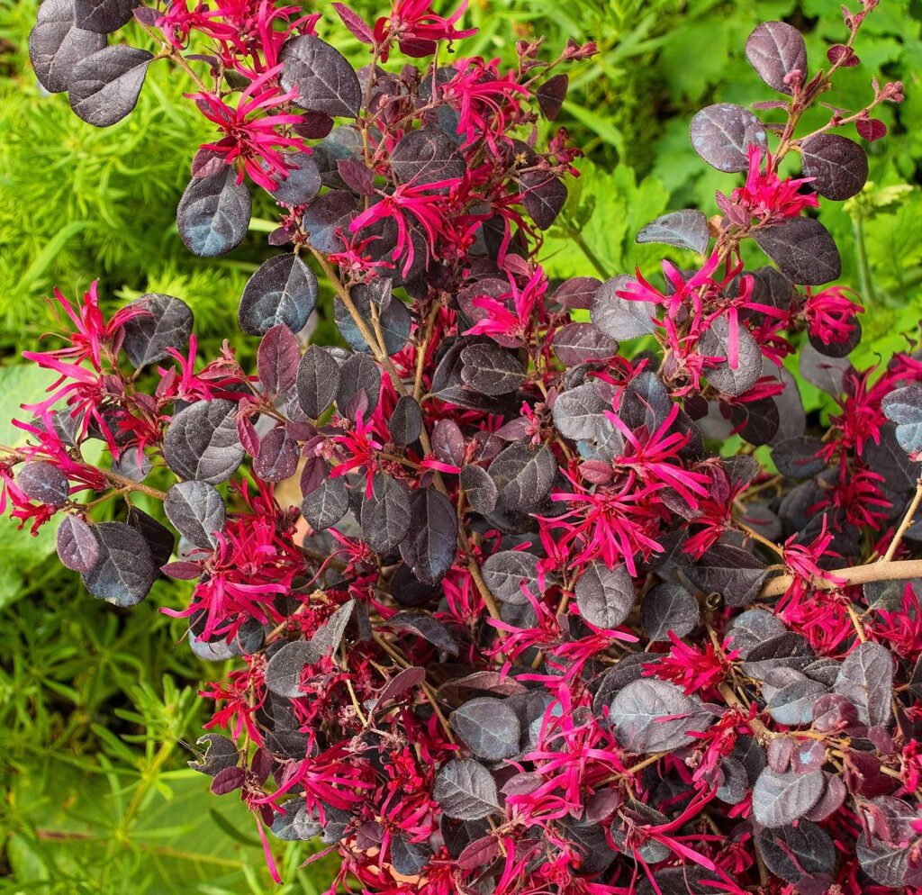 Fringe Flower - Loropetalum chinense