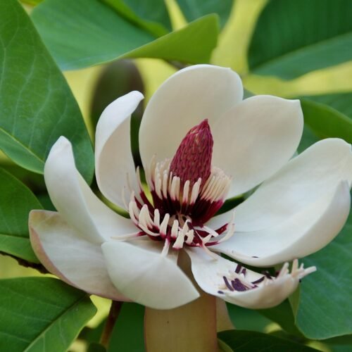 How to grow Hou Po (Magnolia officinalis)