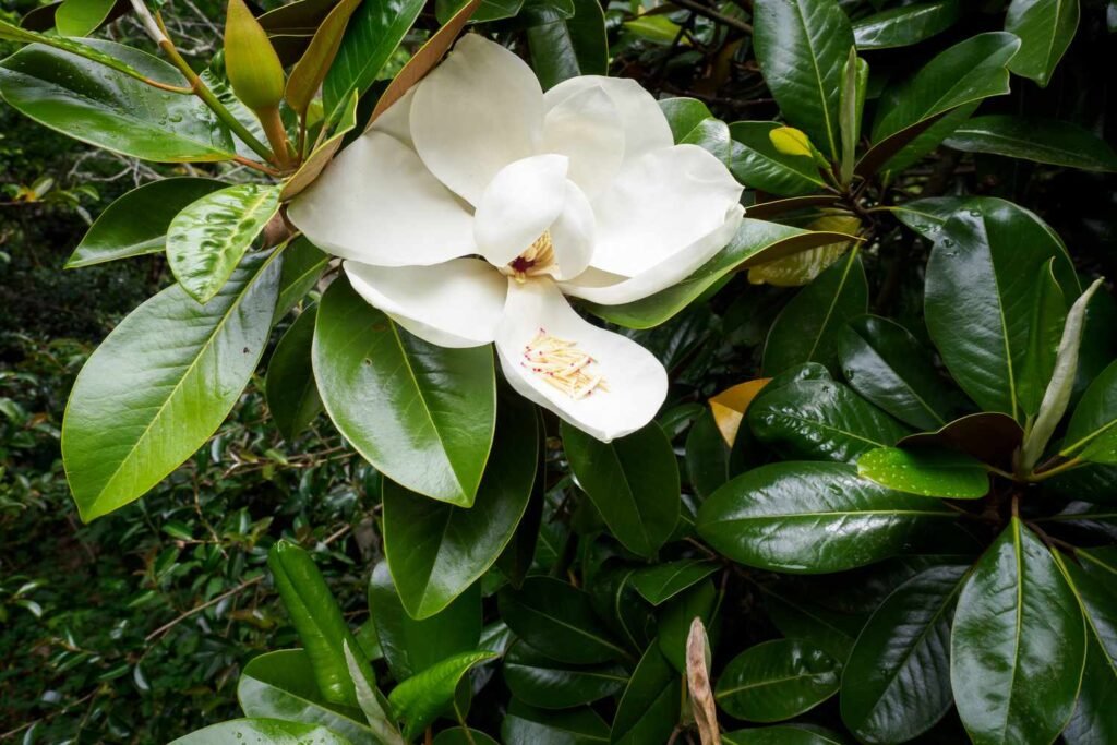 Southern Magnolia - Magnolia grandiflora