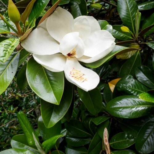 How to grow Southern Magnolia (Magnolia grandiflora)