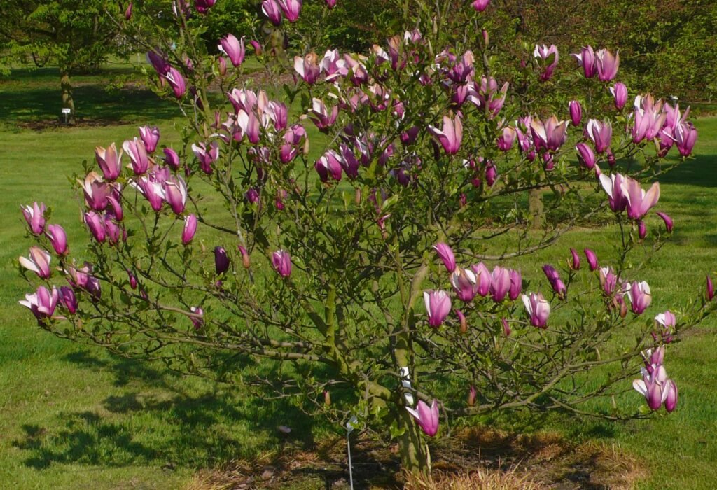 Lily Magnolia - Magnolia liliiflora