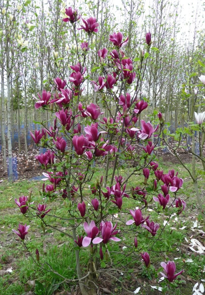 Lily Magnolia - Magnolia liliiflora