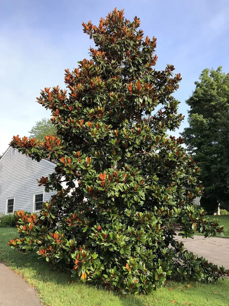 Southern Magnolia - Magnolia grandiflora