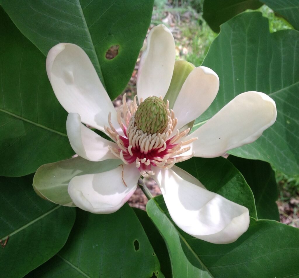 Hou Po - Magnolia officinalis