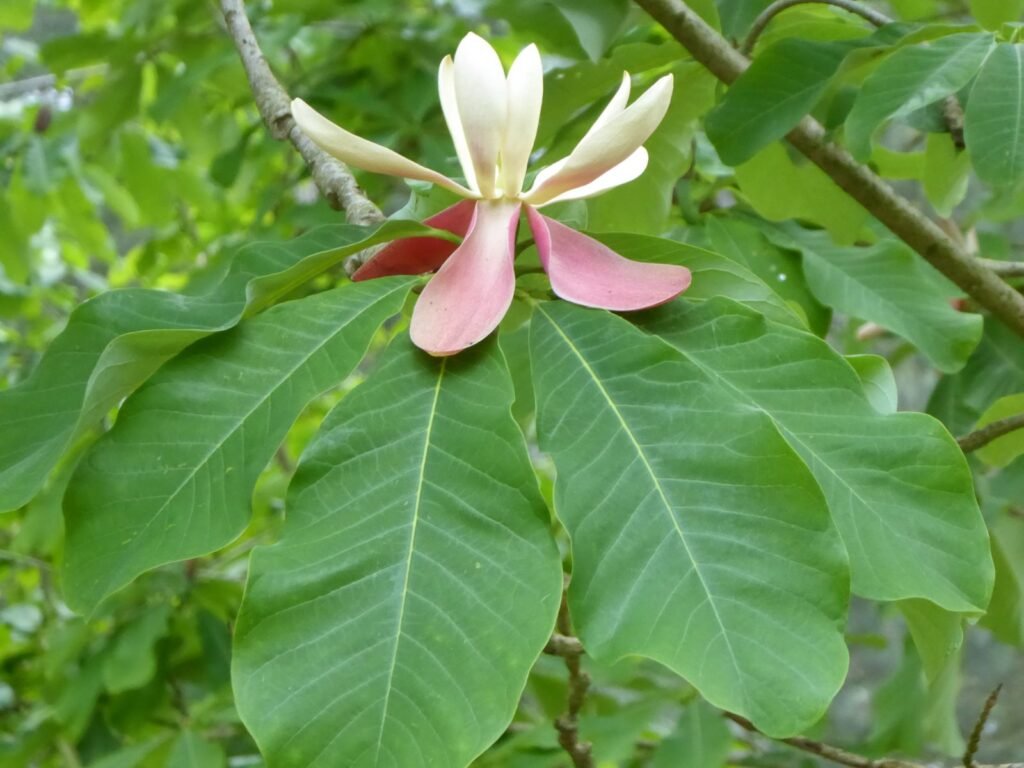 Hou Po - Magnolia officinalis
