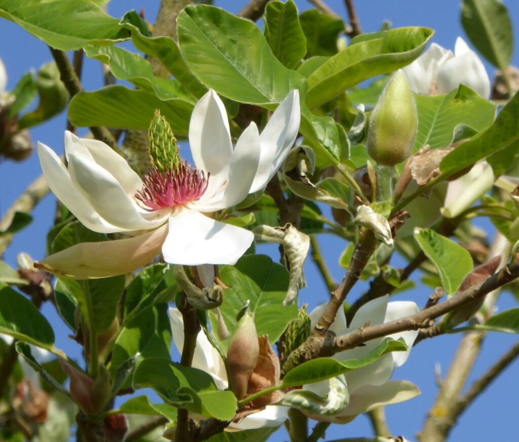 Hou Po - Magnolia officinalis