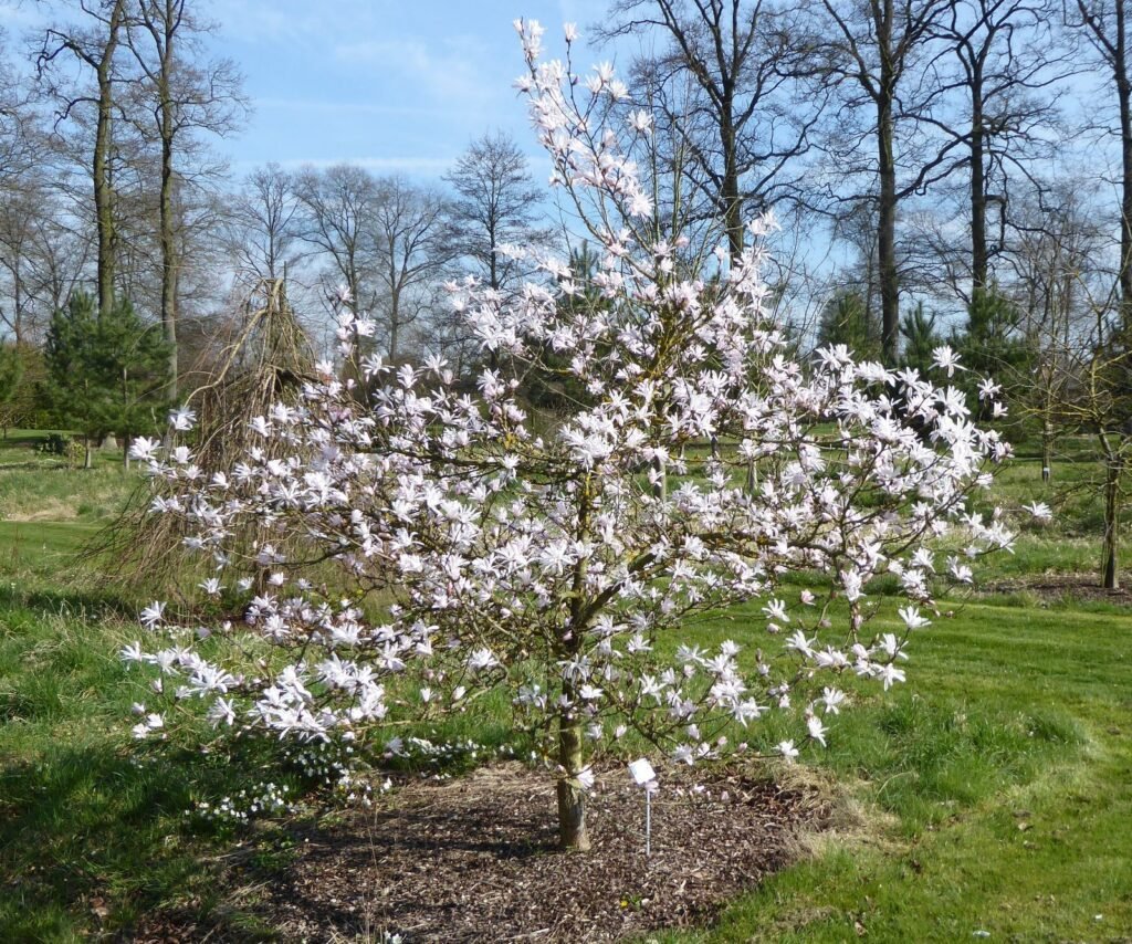 Star Magnolia - Magnolia stellata