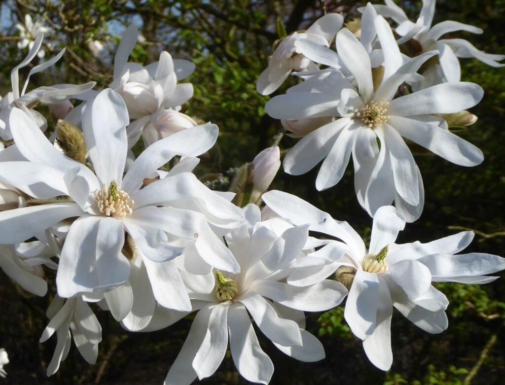 Star Magnolia - Magnolia stellata
