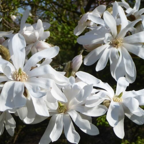 How to grow Star Magnolia (Magnolia stellata)