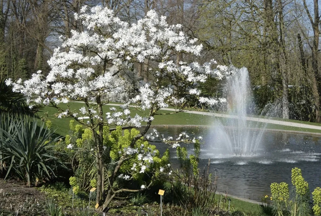 Star Magnolia - Magnolia stellata