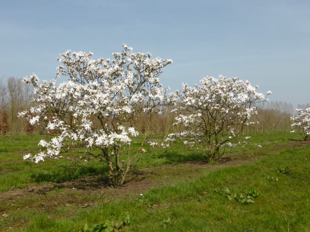 Star Magnolia - Magnolia stellata