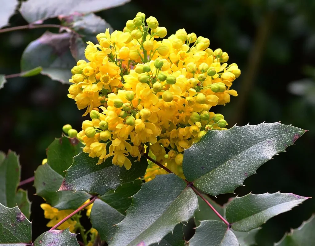 Oregon Grape - Mahonia aquifolium