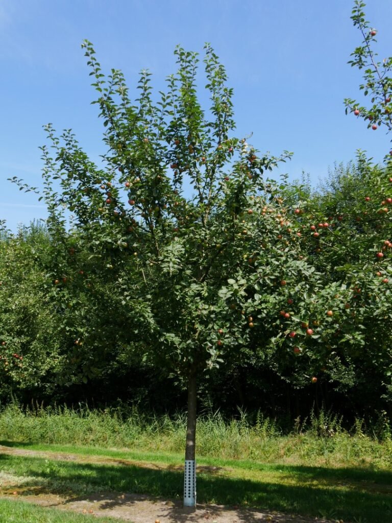 Apple - Malus domestica