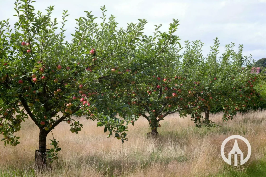 Apple - Malus domestica