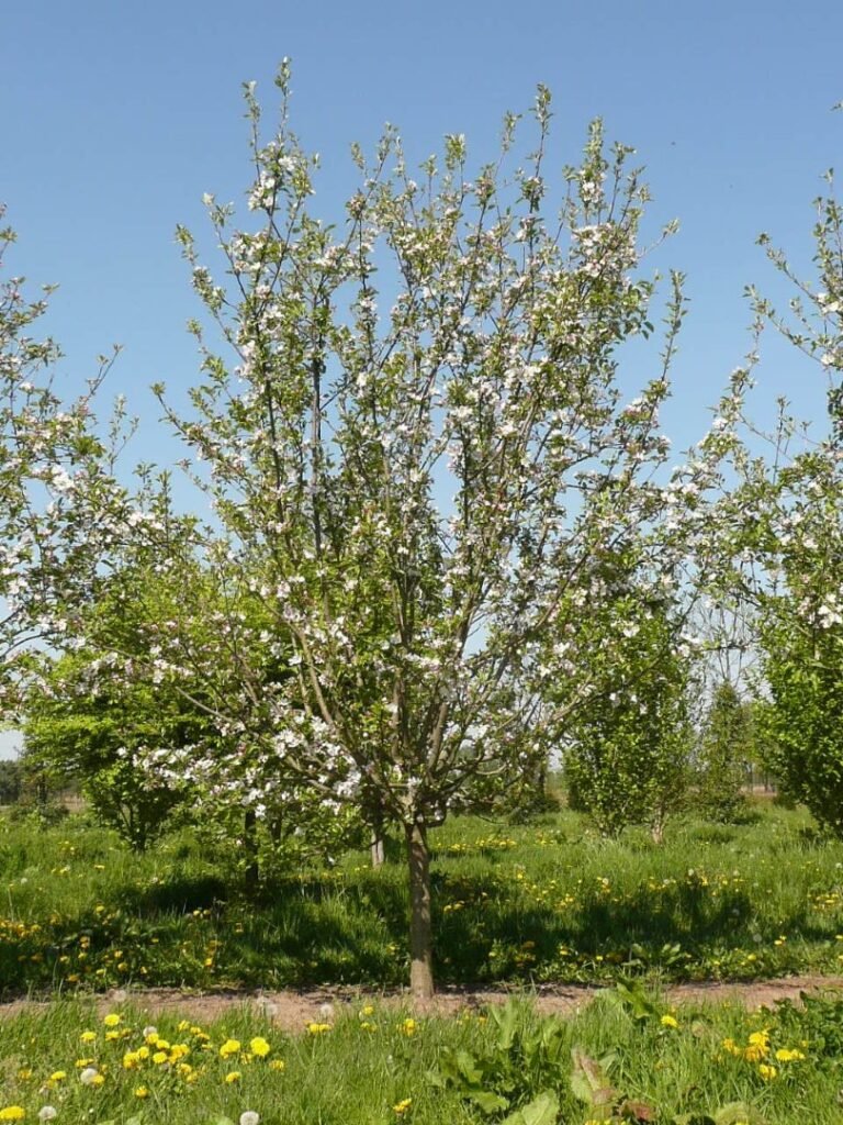 Apple - Malus domestica