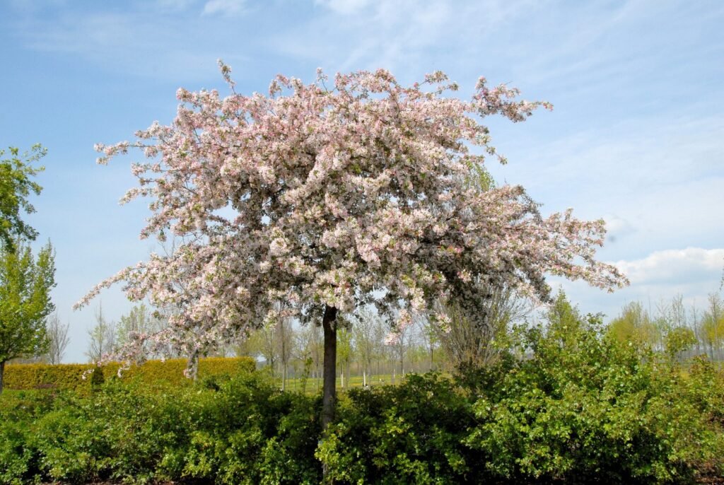 Japanese flowering crab apple - Malus floribunda
