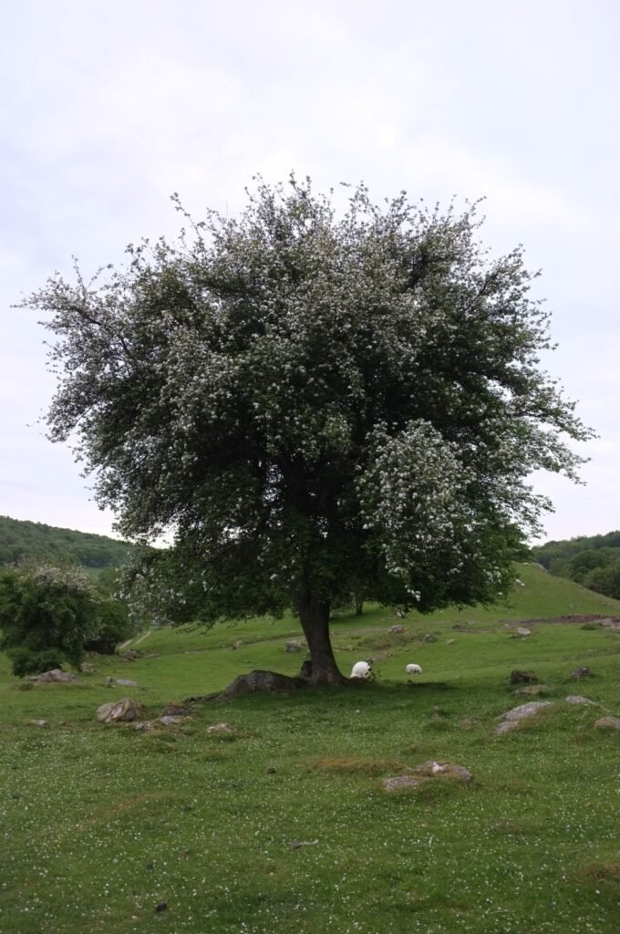 Crab Apple - Malus sylvestris