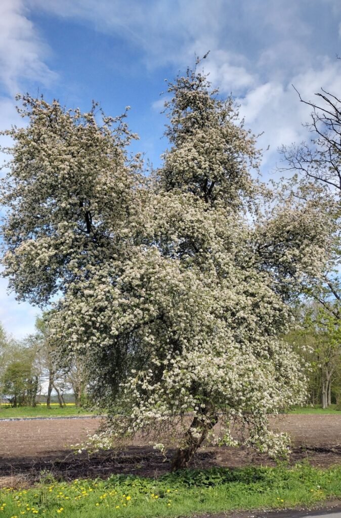 European crab apple - Malus sylvestris