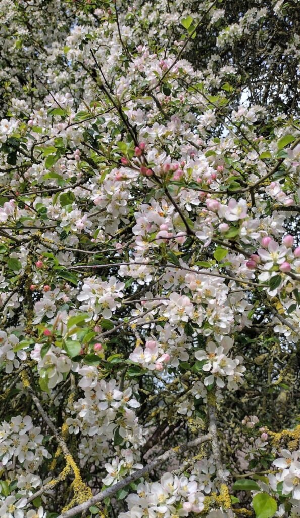 Crab Apple - Malus sylvestris