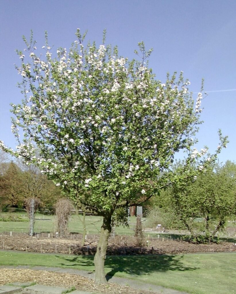 Crab Apple - Malus sylvestris