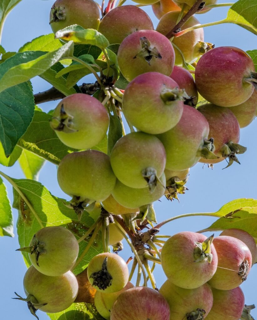 European crab apple - Malus sylvestris