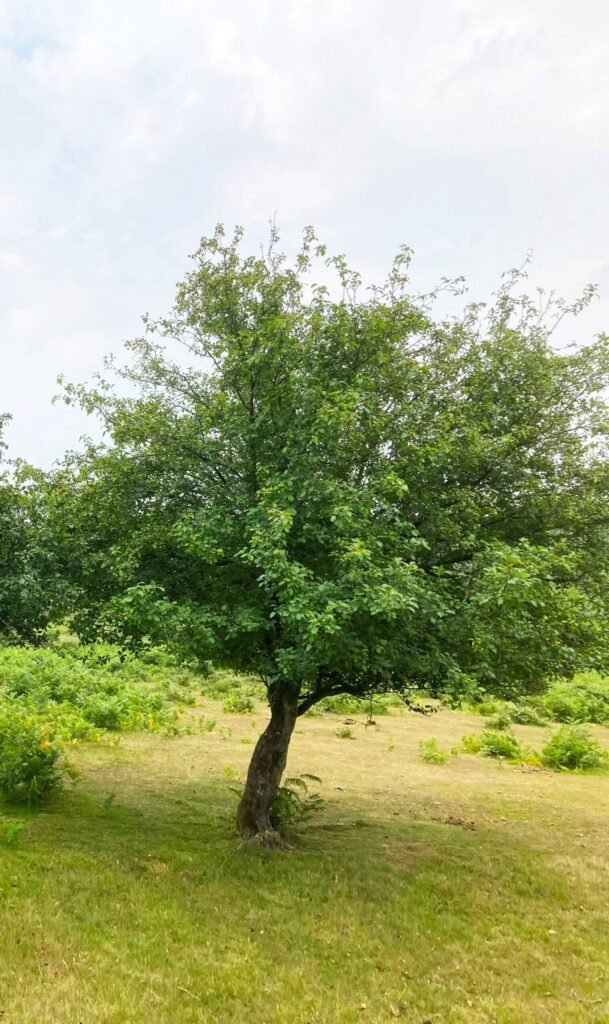 European crab apple - Malus sylvestris