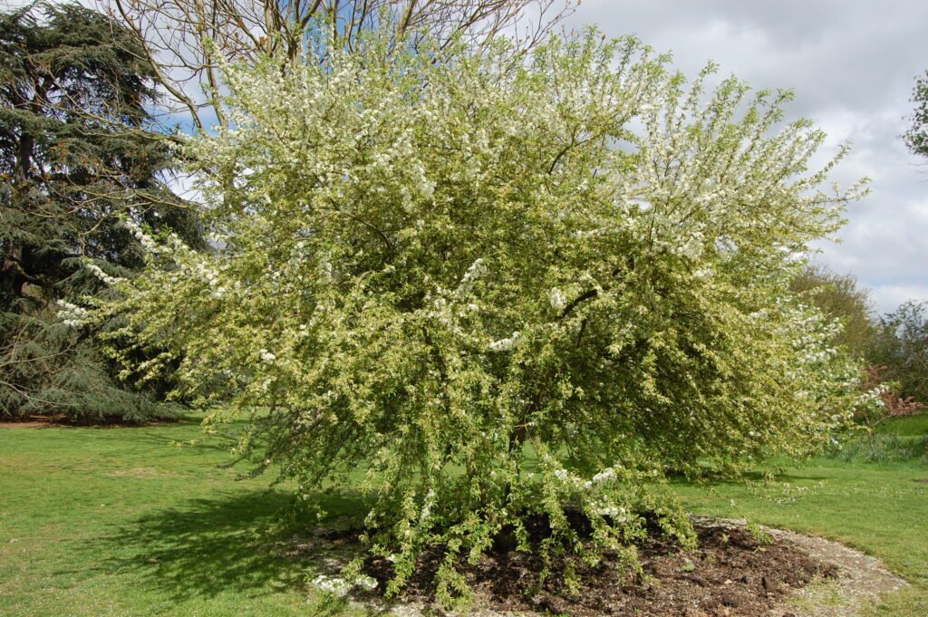 Toringo crab - Malus toringo