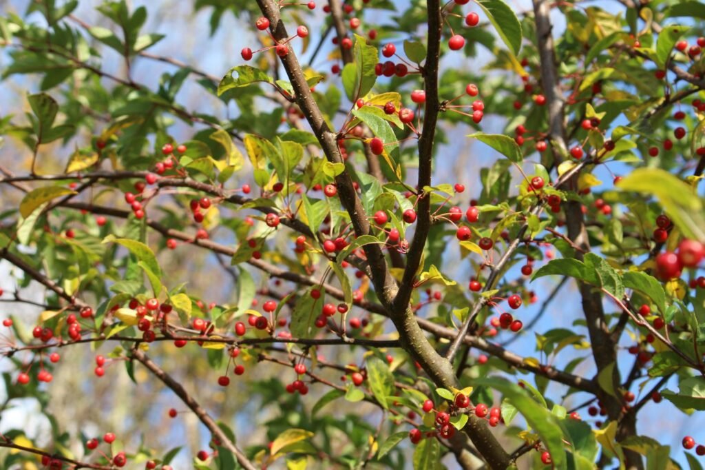 Toringo crab - Malus toringo