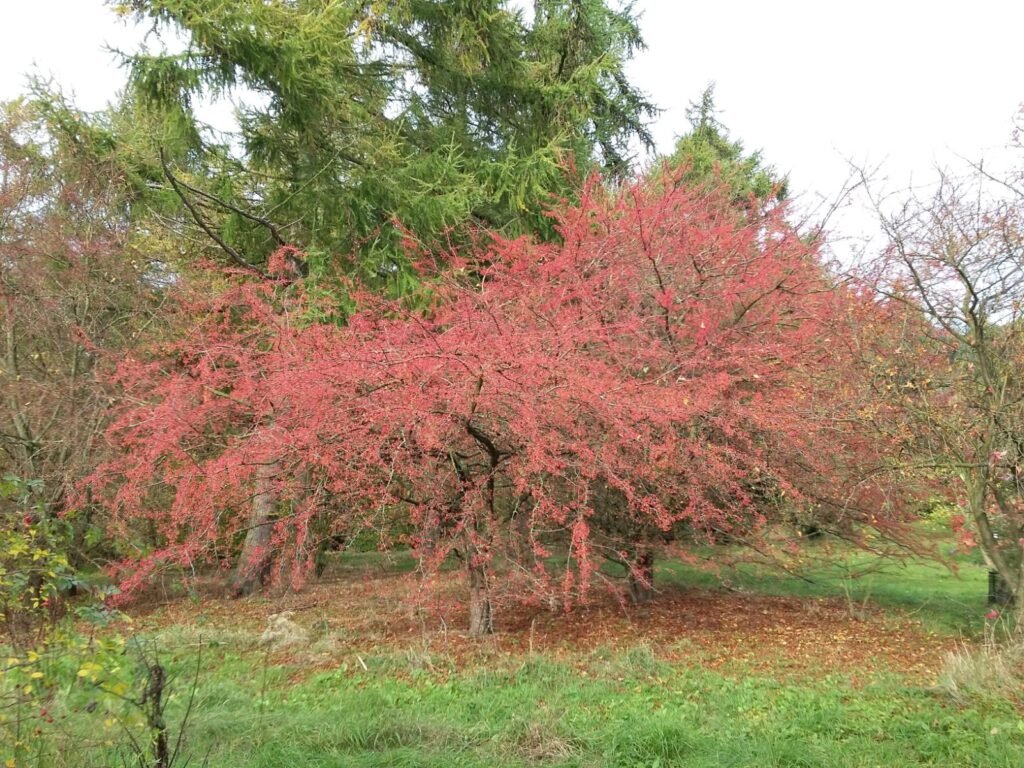 Toringo crab - Malus toringo