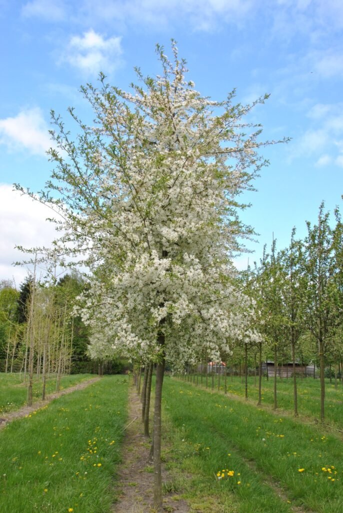 Toringo crab - Malus toringo