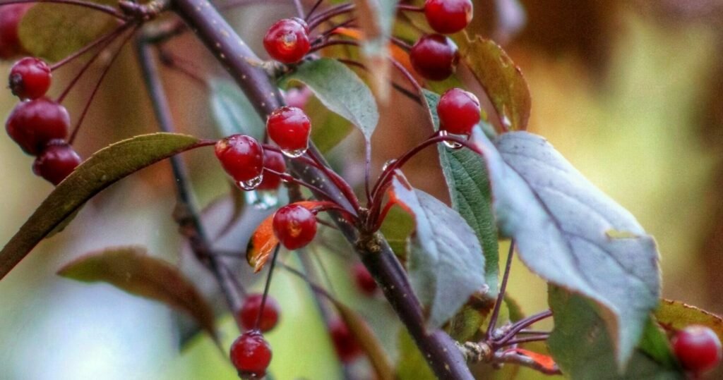 Toringo crab - Malus toringo