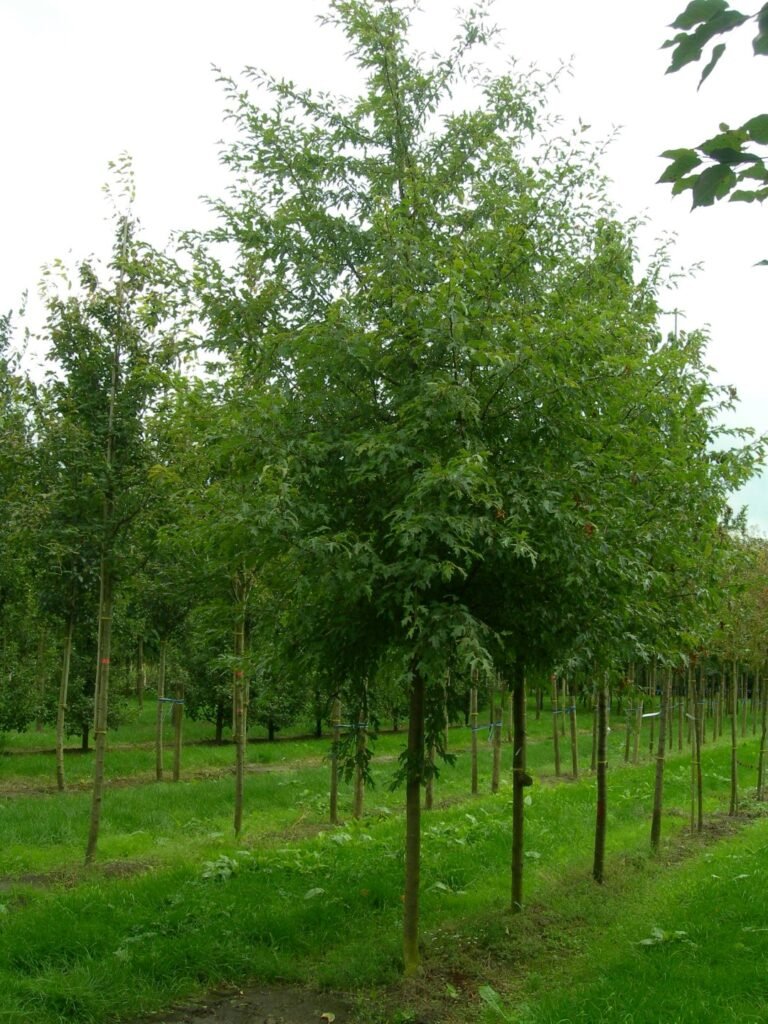 Toringo crab - Malus toringo
