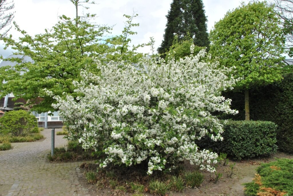 Sargent's apple - Malus sargentii