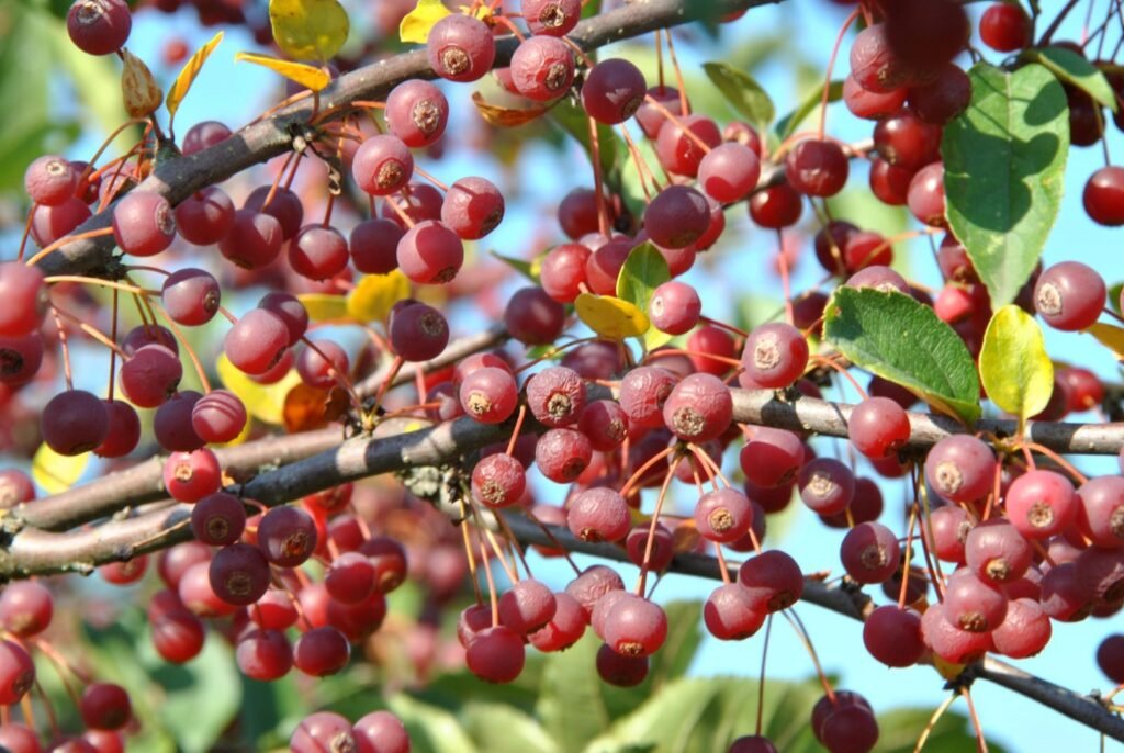Sargent's apple - Malus sargentii