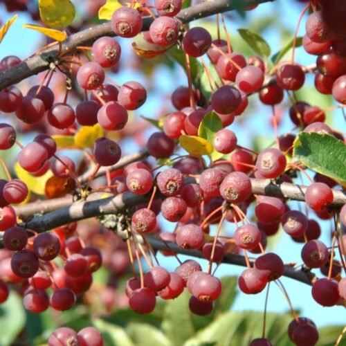 How to grow Sargent’s apple (Malus sargentii)