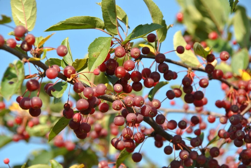 Toringo crab - Malus toringo