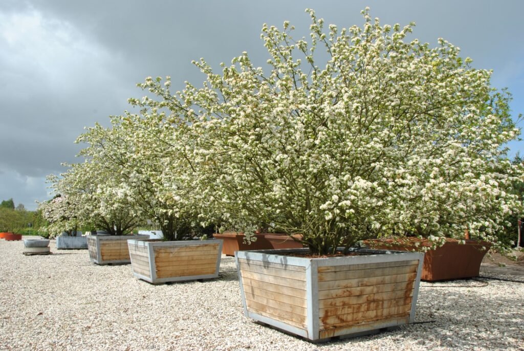 Sargent's apple - Malus sargentii