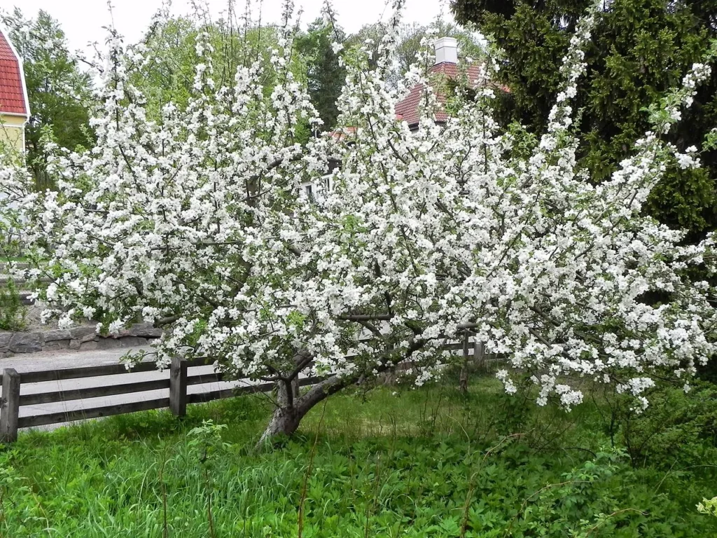 Japanese flowering crab apple - Malus floribunda
