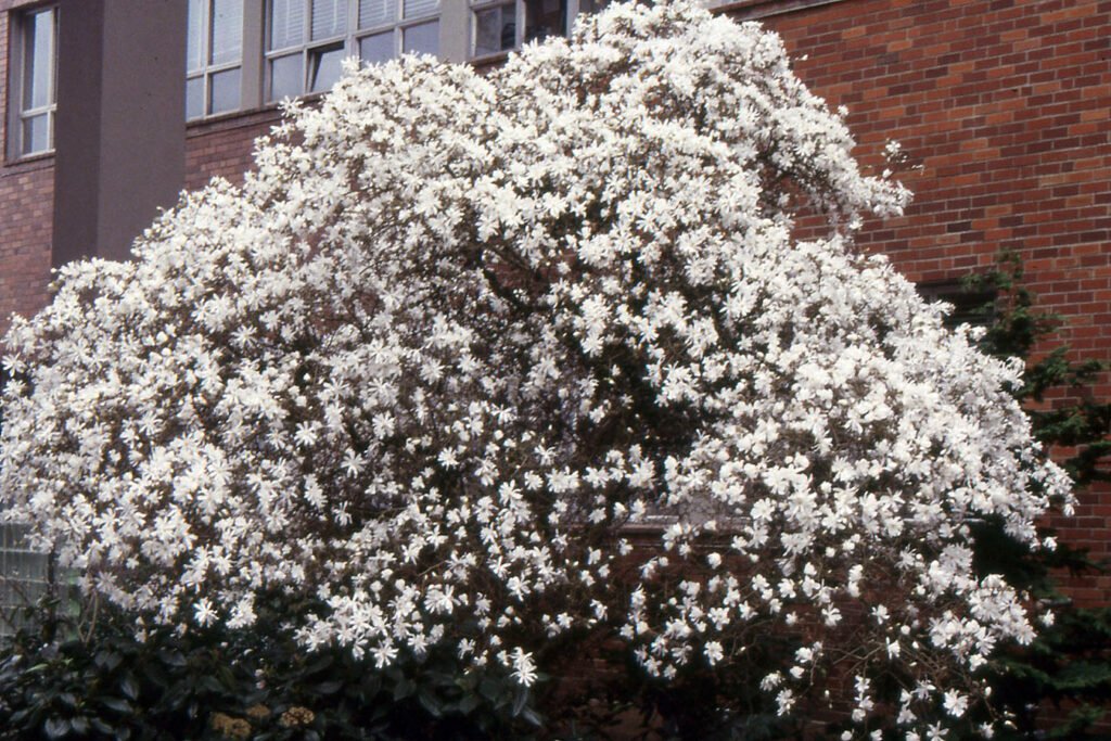 Star Magnolia - Magnolia stellata
